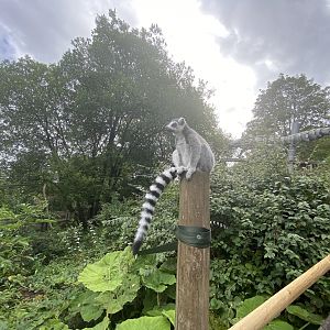 Ring tailed lemur image 3