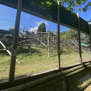 Outdoor Bornean orangutan enclosure 1