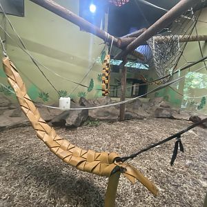 Indoor Bornean orangutan enclosure 1
