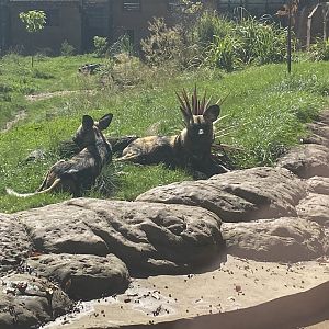 African wild dogs