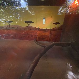 African wild dog indoors