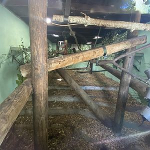 Lar gibbon indoor enclosure