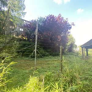 Lar gibbon enclosure