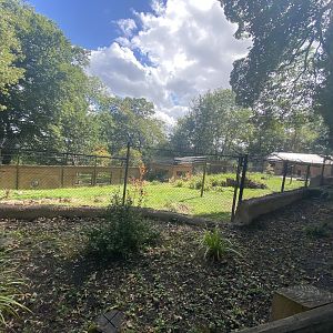 Another view of 1st African wild dog enclosure