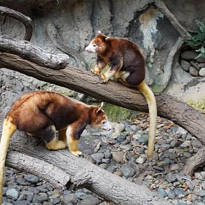 Matschie’s Tree Kangaroos