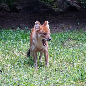 Chinese Dhole Yawning