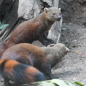 Ring Tailed Vontsiras