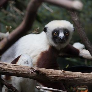 Coquerel’s Sifaka