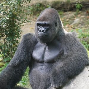 Western Lowland Gorilla
