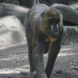 Mandrill