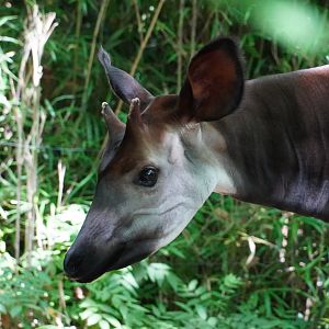 Okapi