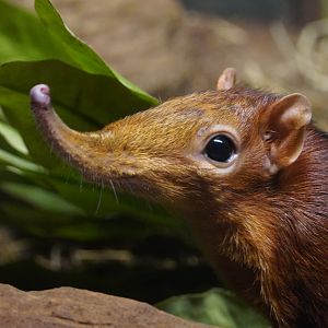 Black and Rufous Elephant Shrew