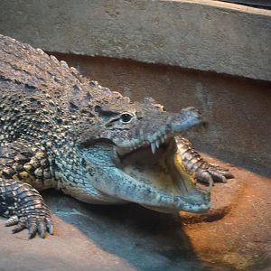 Cuban Crocodile