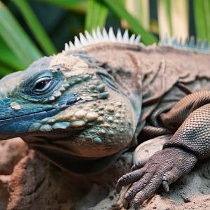Grand Cayman Blue Iguana