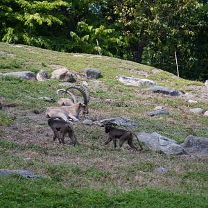 Geladas and Ibex
