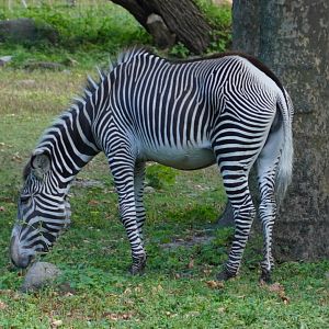 Grevy’s Zebra