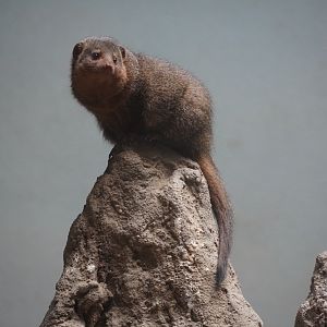 Dwarf Mongoose