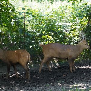 Hog Deer