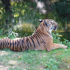 Malayan Tiger