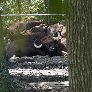 Gaur Herd