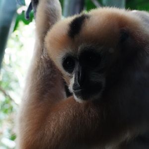 White Cheeked Gibbon, “Chi Yu”