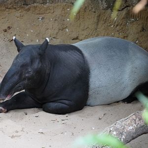 Malayan Tapir