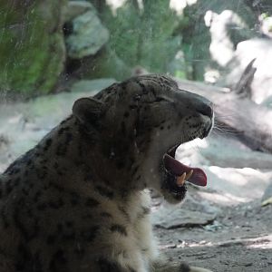 Snow Leopard Yawning