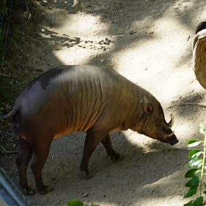 Babirusa, “Linus”