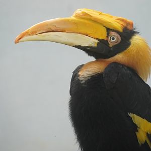 Indian Great Hornbill
