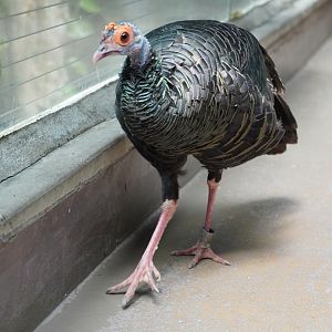 Occelated Turkey