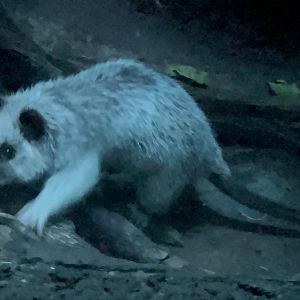 Northern Luzon Cloud Rat