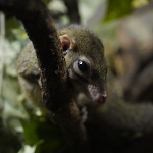 Northern Tree Shrew