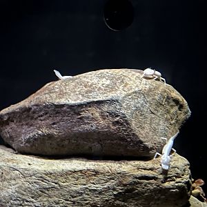 Texas Blind Cave Salamanders