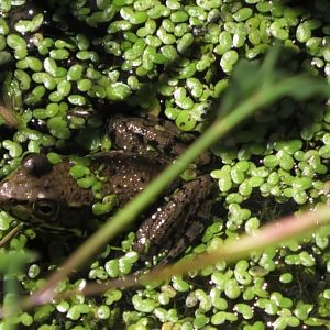 Northern Green Frog