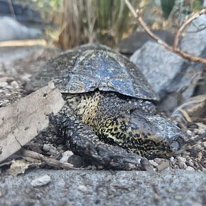 Western Pond Turtles