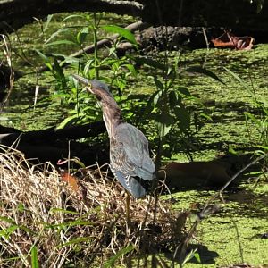 Green heron