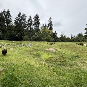 Muskox Exhibit