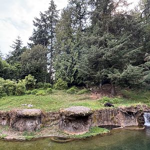 Asian Forest Sanctuary - Lowland Anoa was there