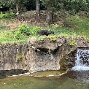 Lowland Anoa - Asian Forest Sanctuary