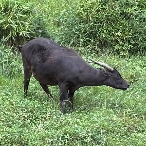 Lowland Anoa - Asian Forest Sanctuary