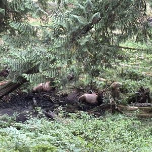 Roosevelt Elk in undergrowth - 435-Acre Tram Tour