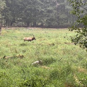 Tram Tour - Roosevelt Elk