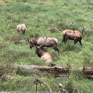 Tram Tour - Roosevelt Elk