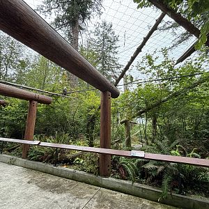 Bald Eagle Aviary - contains 4 birds
