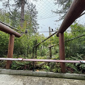 Bald Eagle Aviary - contains 4 birds