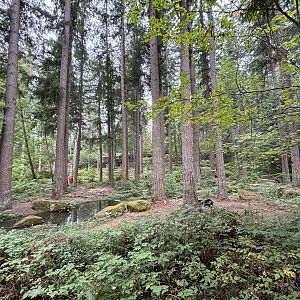 American Black Bear Exhibit