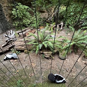 Striped Skunk Exhibit