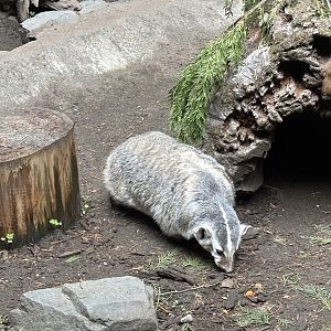American Badger