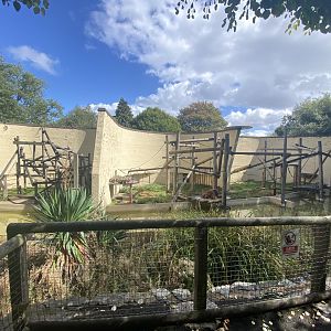 Outdoor Bornean orangutan enclosure 2