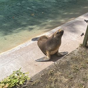 Patagonian sea lion